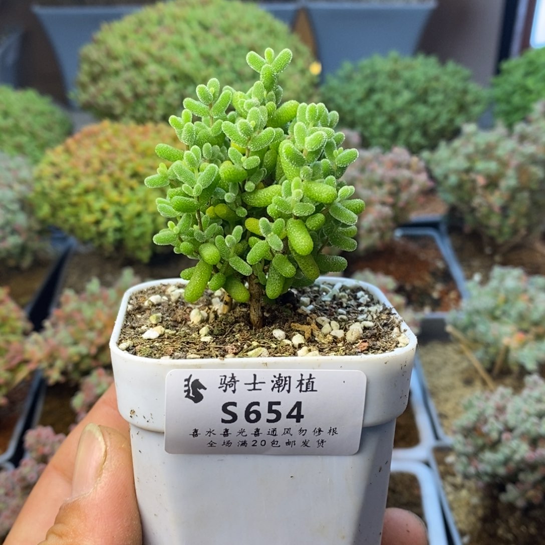 654金桔糖球枝干