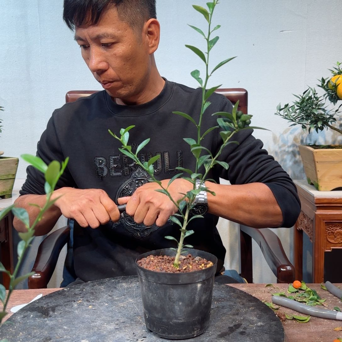 当前无花朵，栽培后可花朵日**&