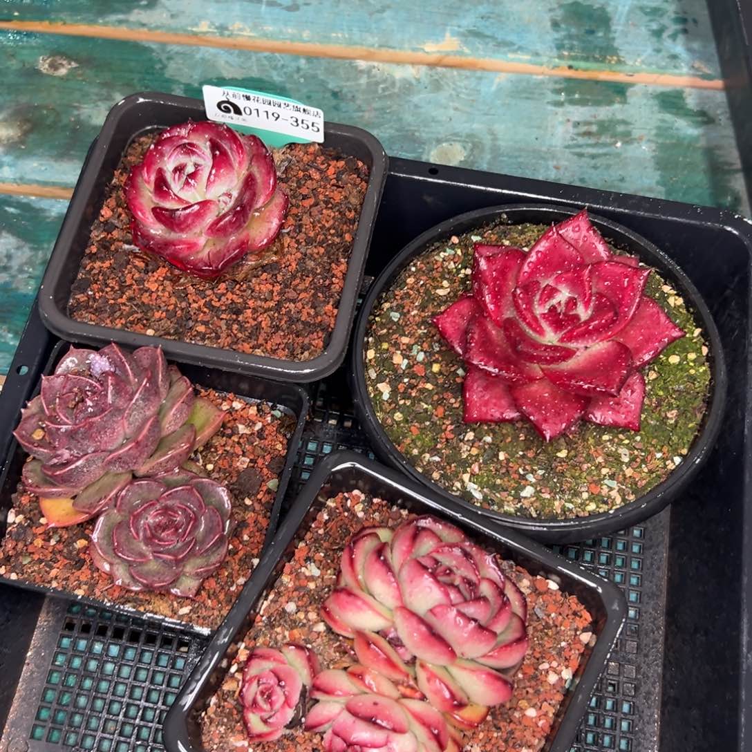 多肉一物一拍0119-355