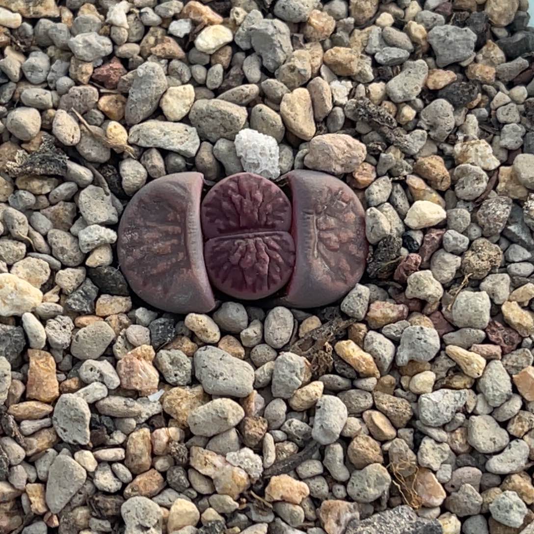 6709莲花紫菊一颗