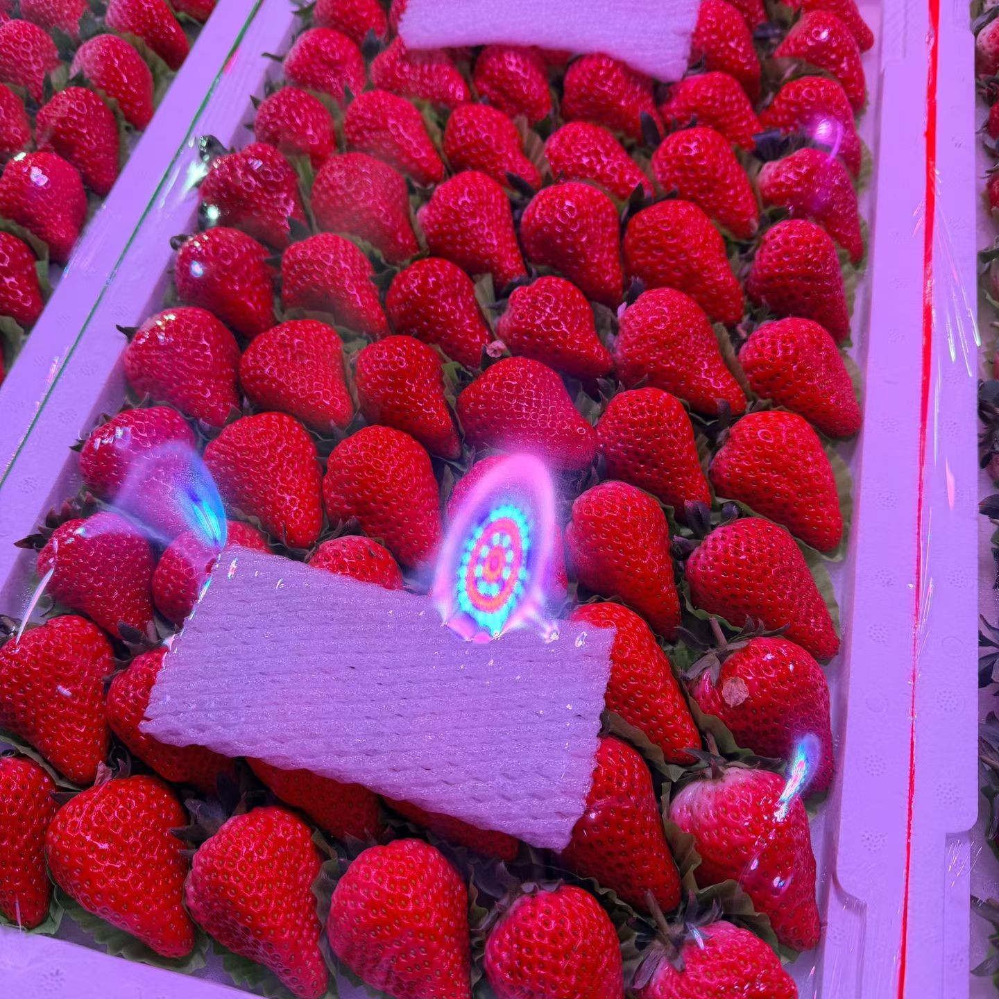 丹东99红颜草莓/超大纯甜草莓72粒实惠家庭装