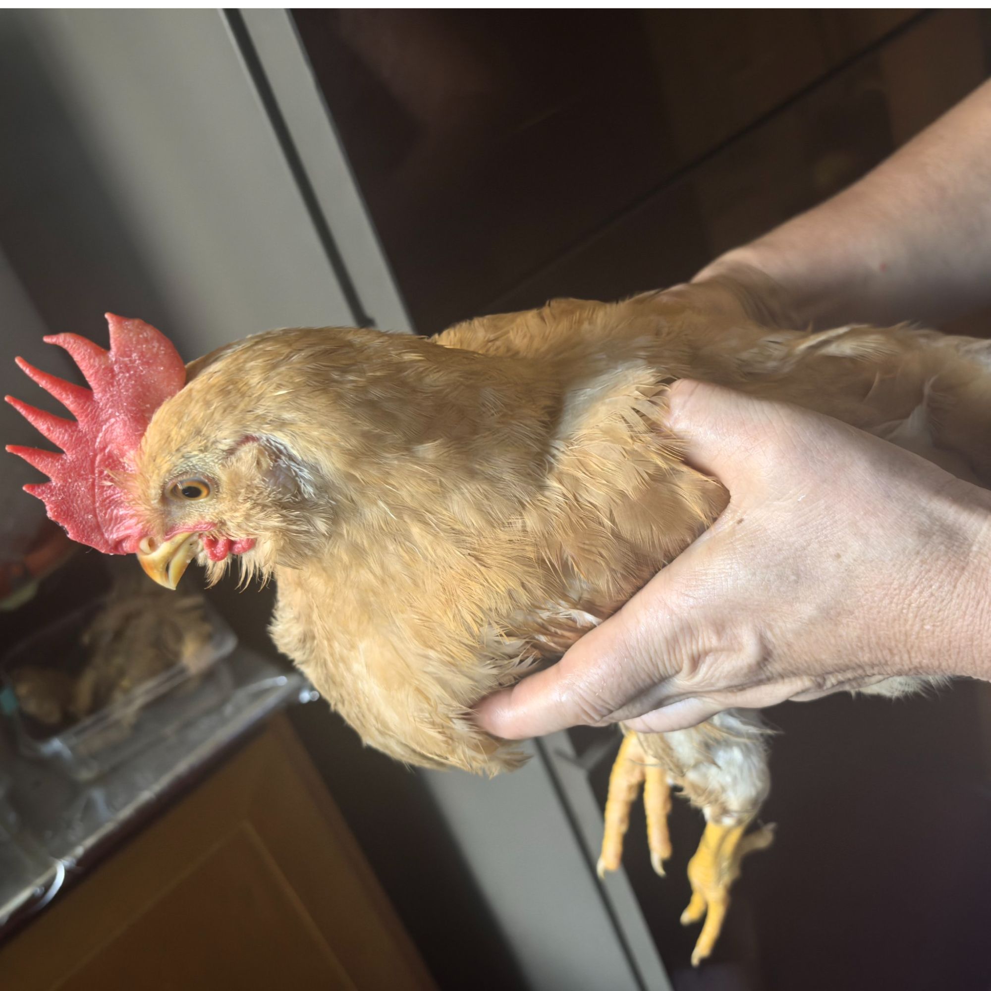 农家黄脚笋母鸡1只