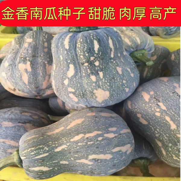 小金香2号金香南瓜种子高产易种植春夏秋晚熟全国可种品种