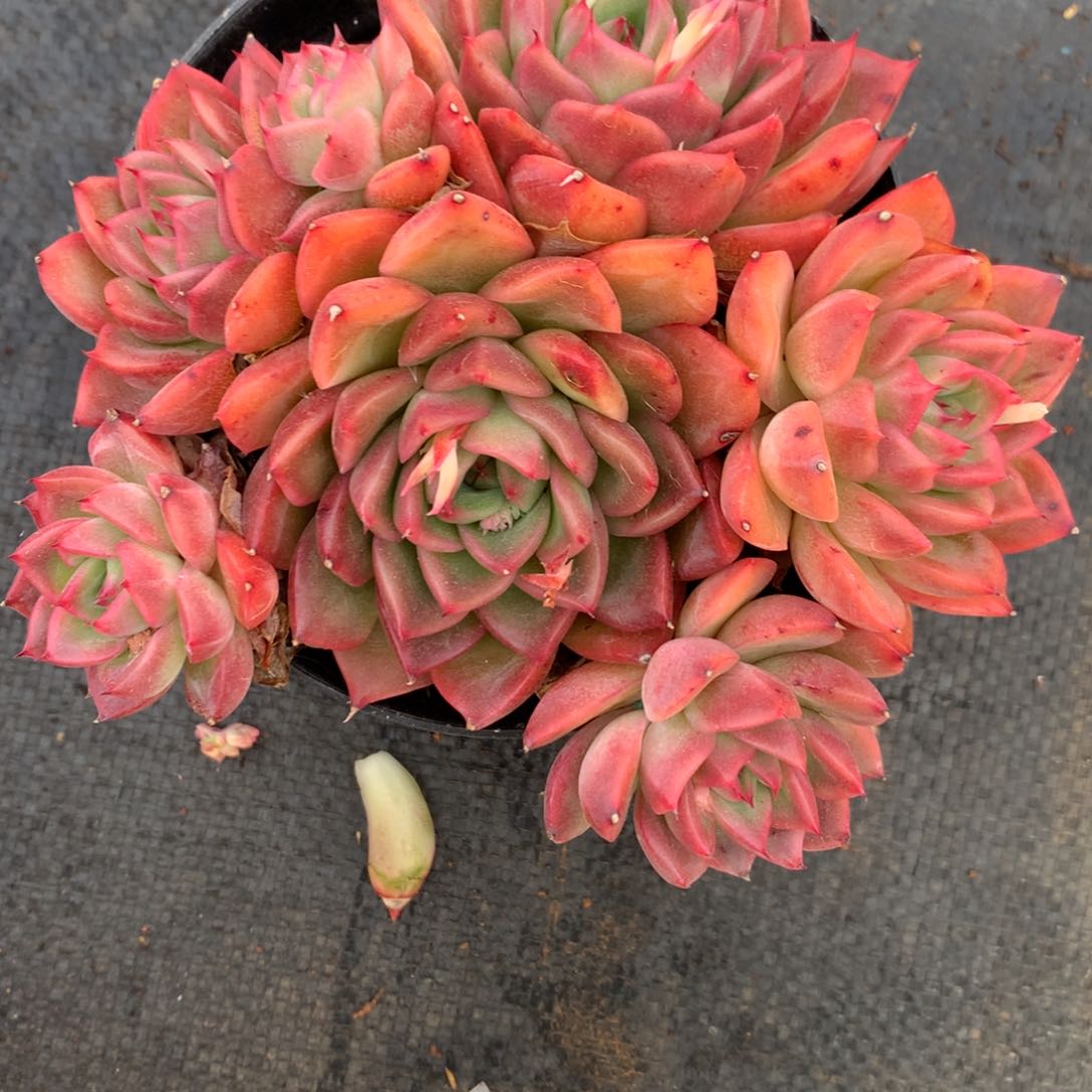 2658杂交精品基地13厘米