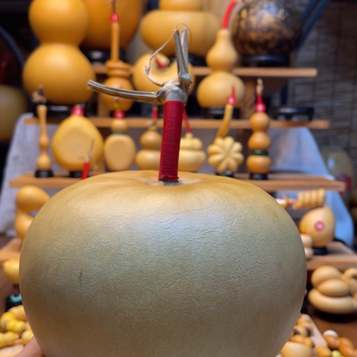 A***福天然葫芦自然生长