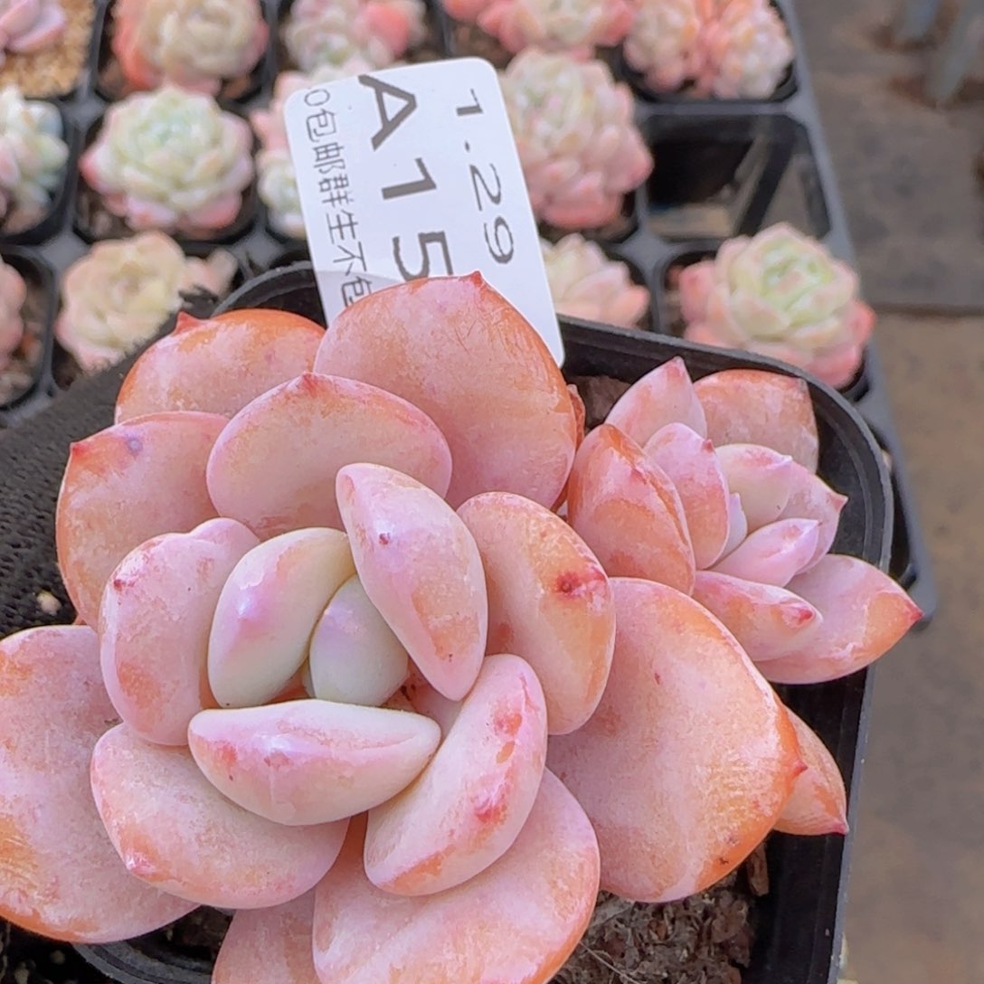 奶茶老桩一颗脱土发货