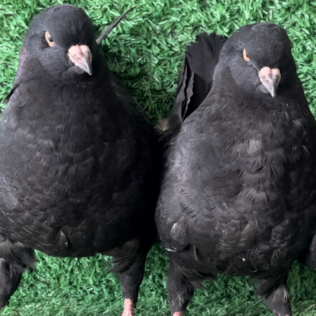 大体元宝圆环观赏鸽