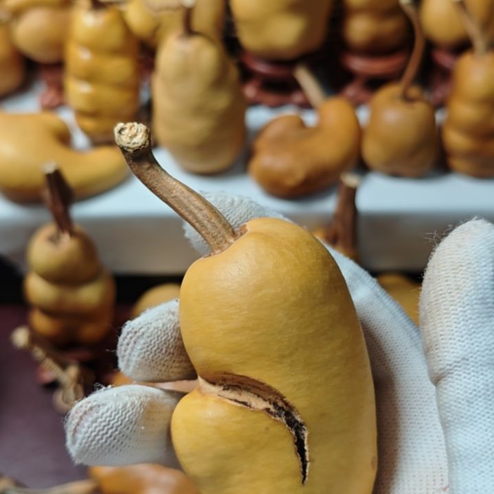 中***洲精品土豆葫芦一物一拍