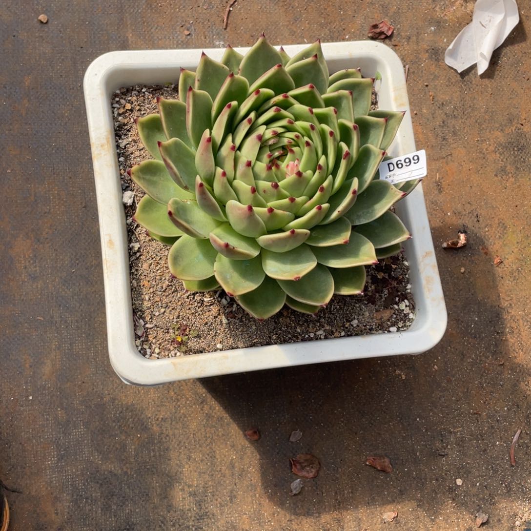 无花朵若如东云组拍D699