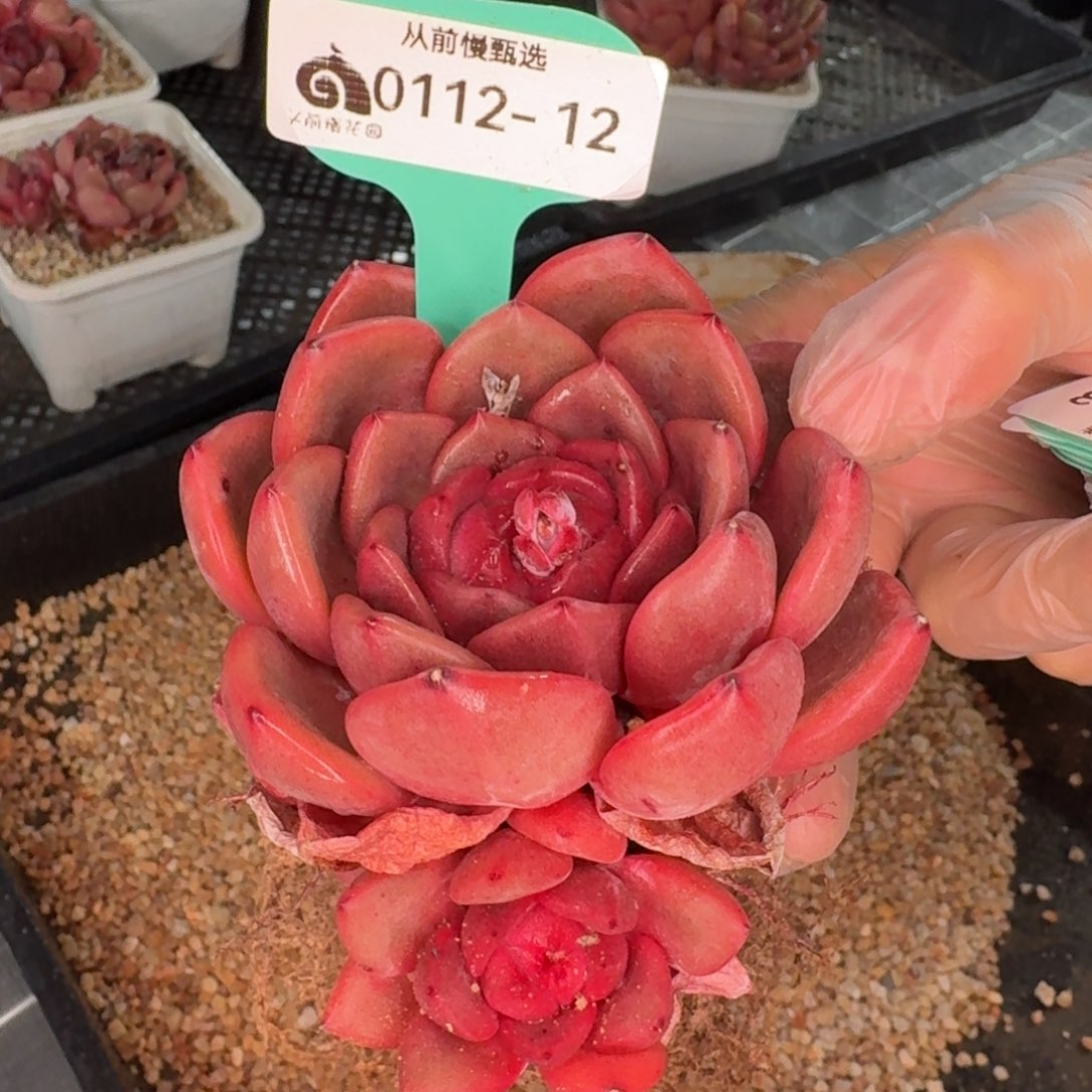 从前慢花园精选0112-12