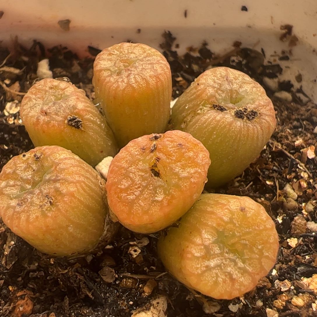 粉铜壶母本多肉植物百科