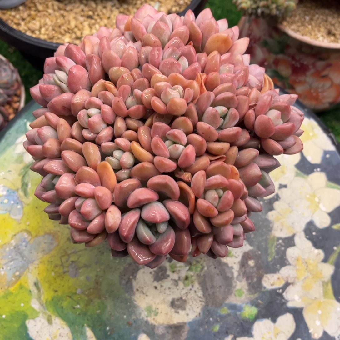 神*白露脱土发货。。。