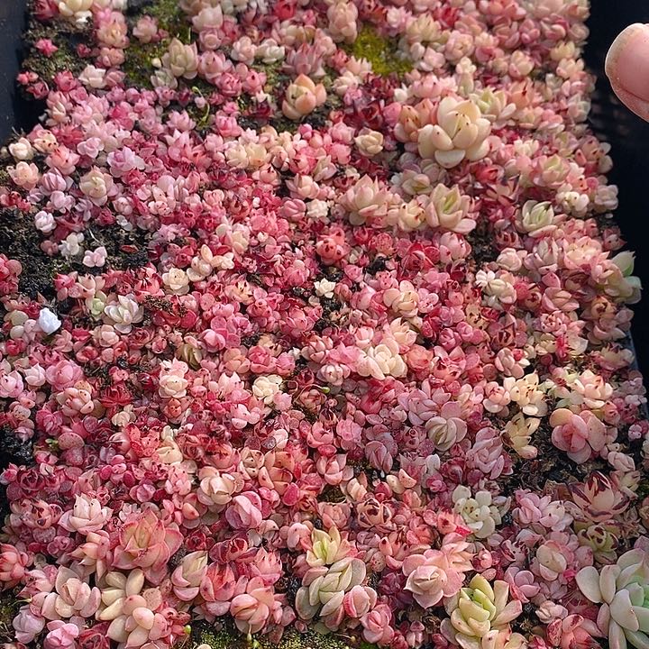 49 多肉植物盆栽花卉植物