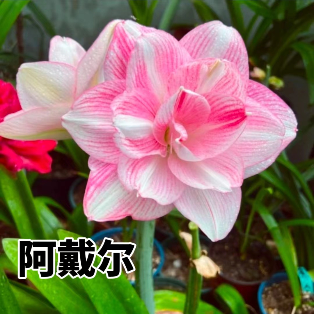 【阿黛尔】朱顶红澳朱重瓣基地自然种球浓香室内盆栽四季开花植物