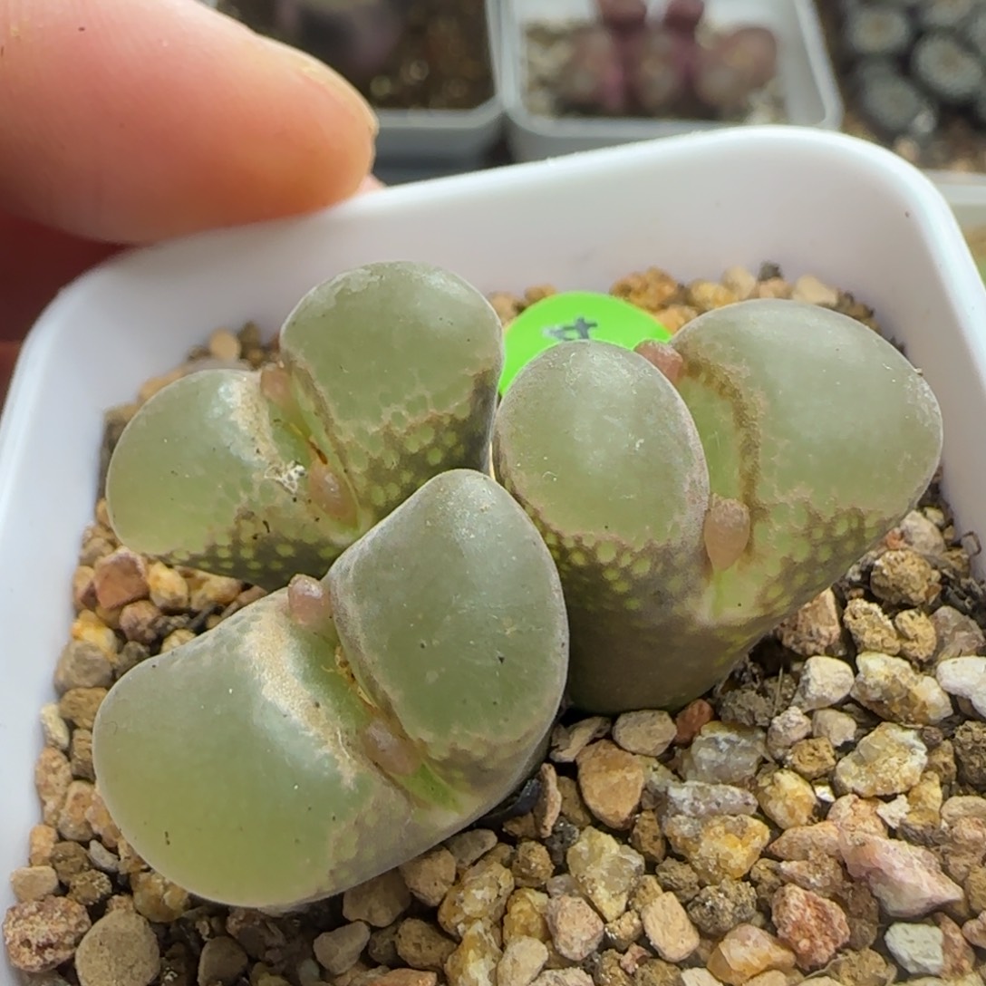 漂漂亮亮多肉植物764