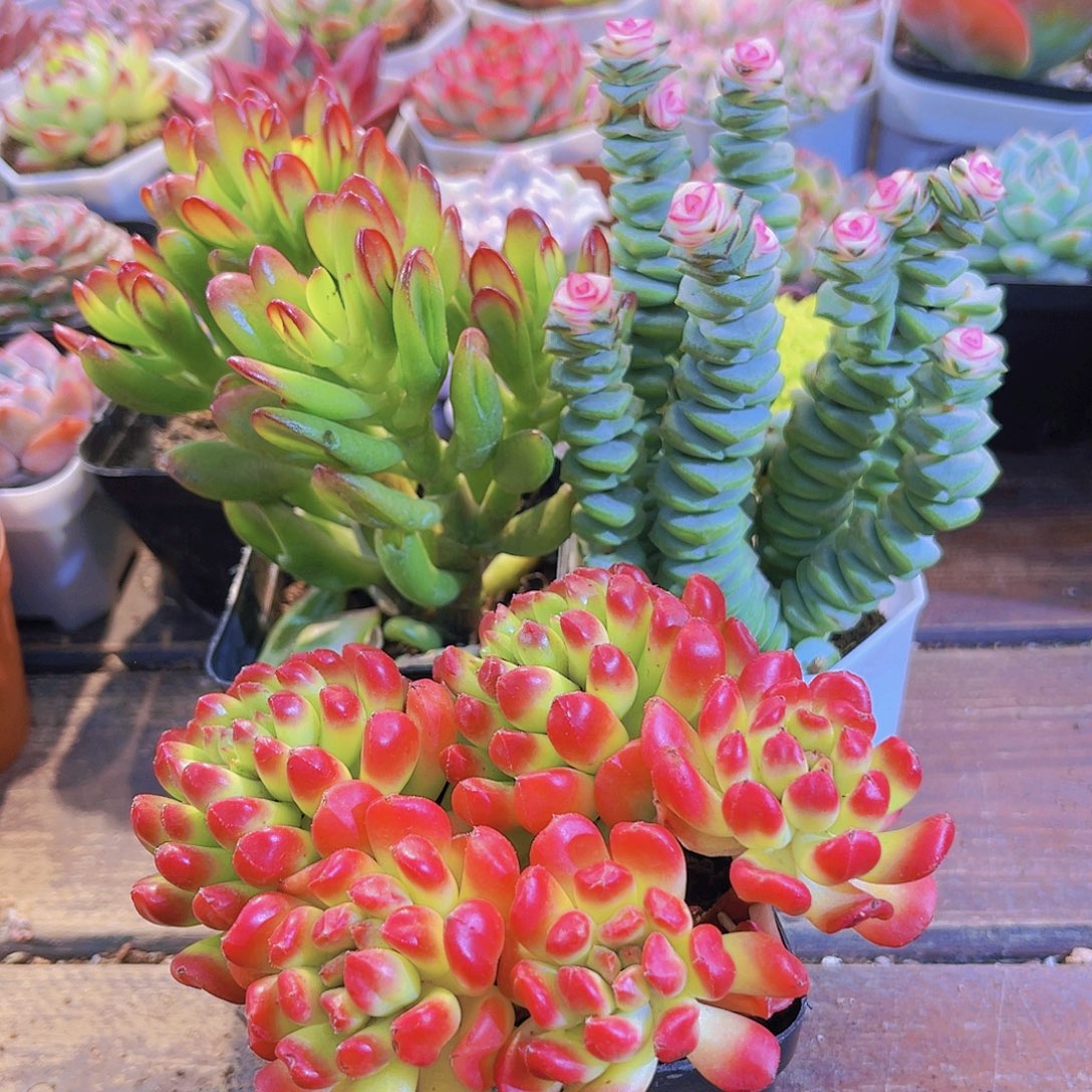 钱串锦➕红灯笼➕招财猫