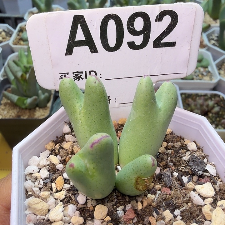 092。满38包邮肉锥