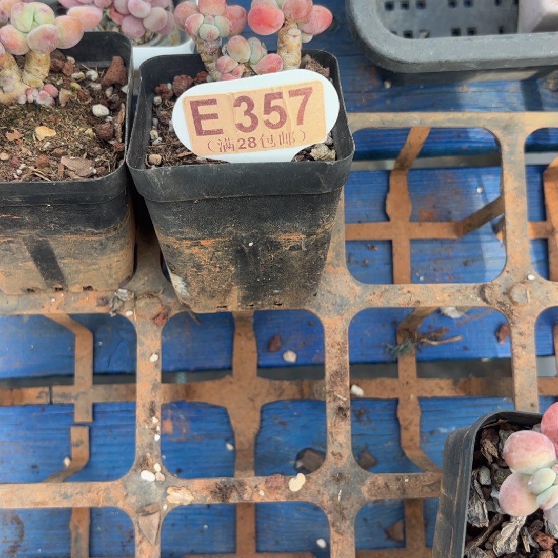 果***哥E357苹果奶一物一拍