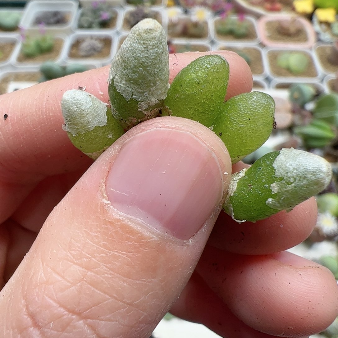 【闪购商品】14 开播福利 哈默