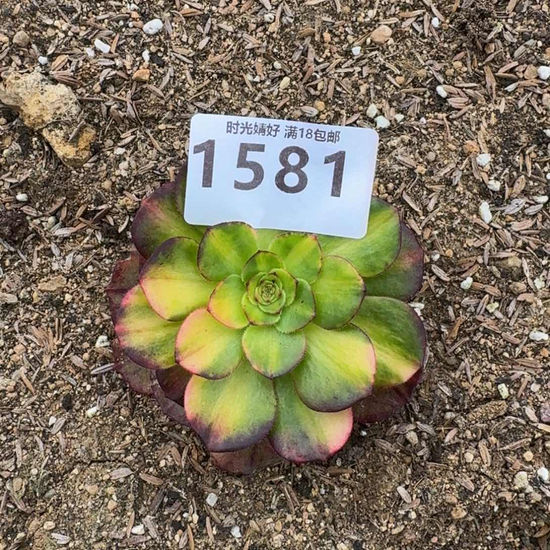 1581万七彩多肉植物