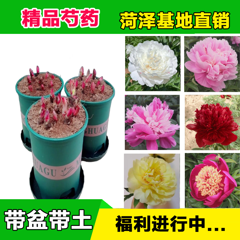 芍药【带盆带土】山东菏泽正宗观赏芍药花苗 可地栽盆栽 （拍5送1）