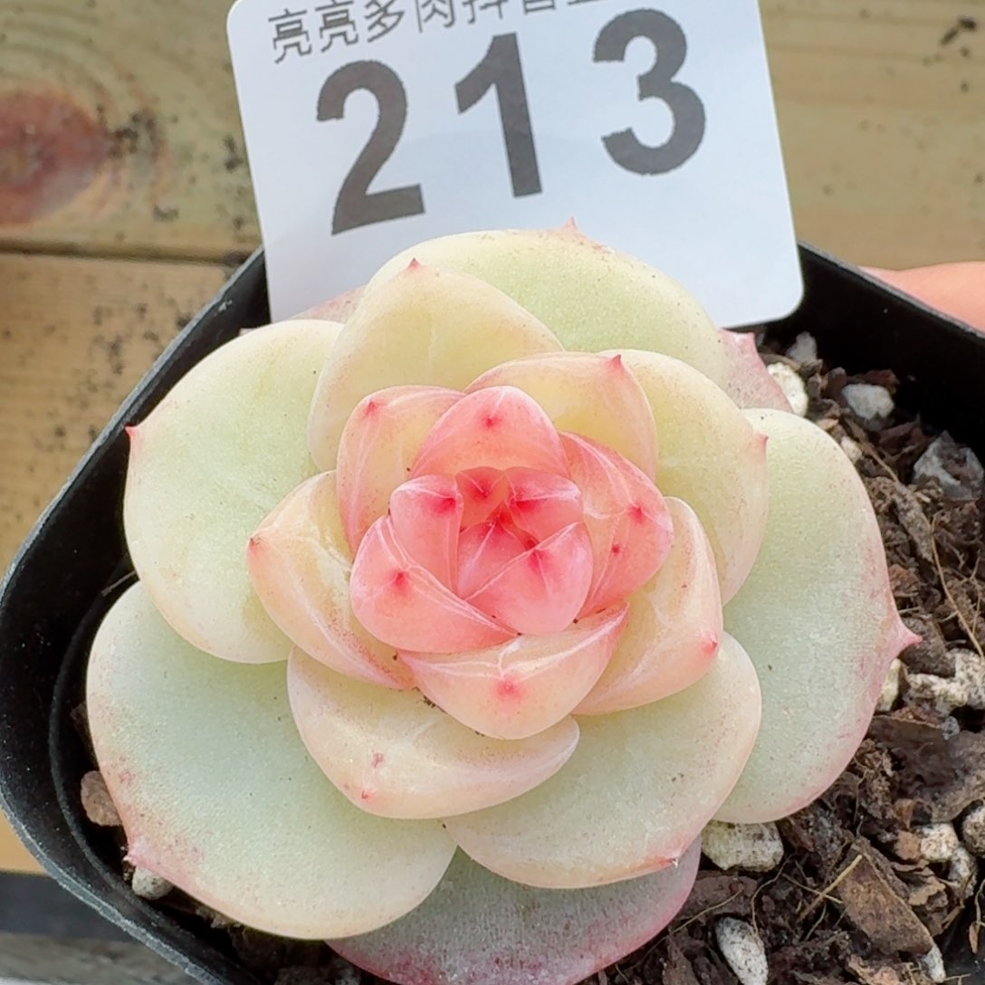 冰淇淋       多肉植物