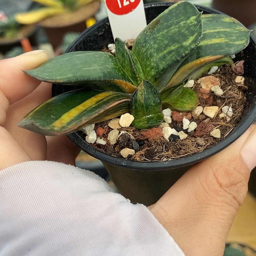 123卧牛实生锦带盆发货