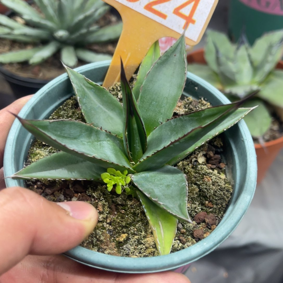 厚叶亚利桑那龙舌兰