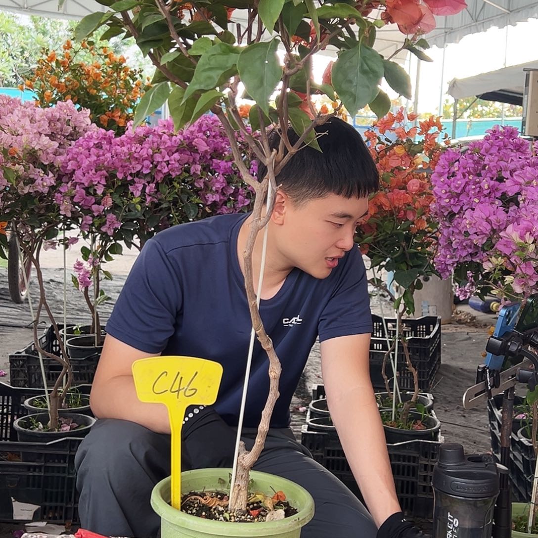 小***点大部分花苞少量开放C46波妹