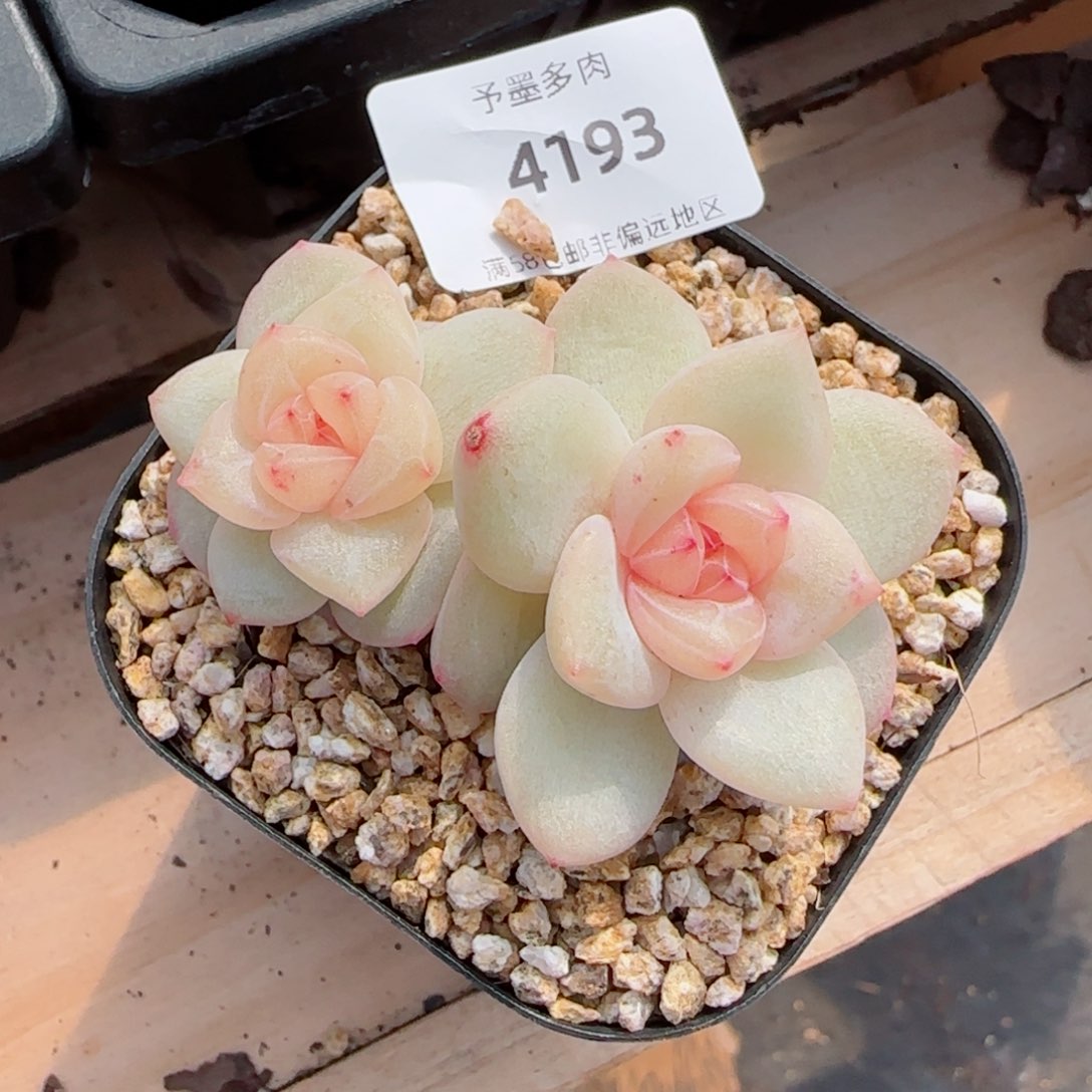 月白珍妮，4193多肉植物