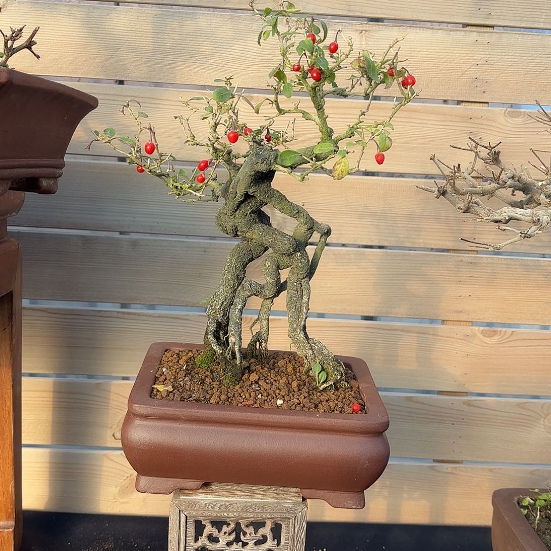无花朵枸杞盆景栽培与观赏