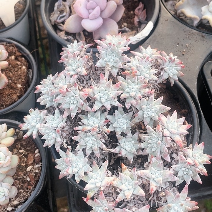 白菊28一盆一物一拍