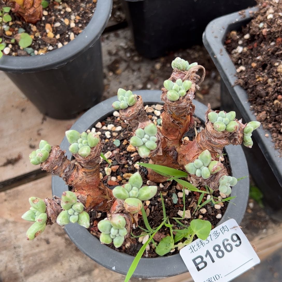 1869绿豆哈哈哈哈哈哈哈哈多肉