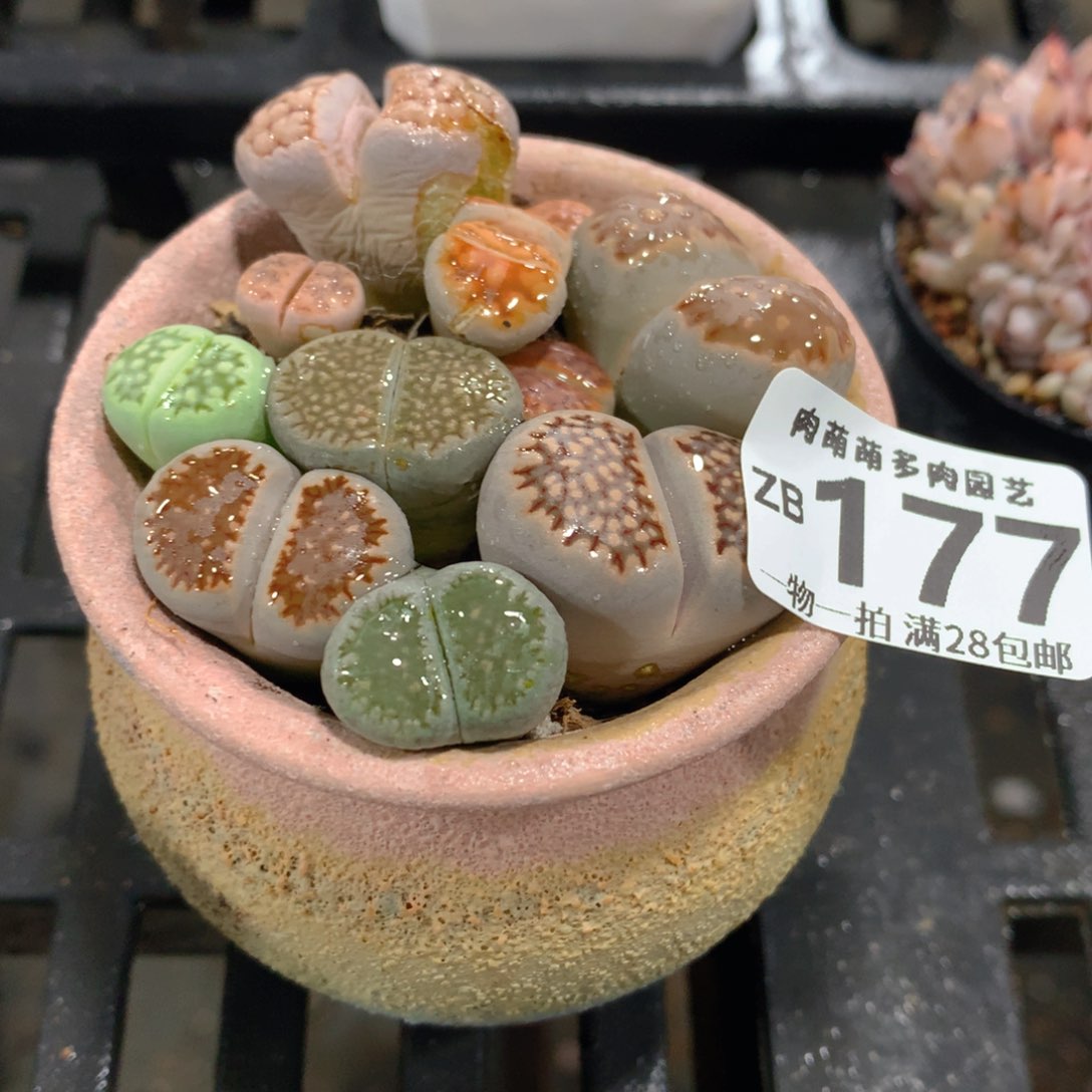 肉萌萌拇指盆精控多肉ZB177