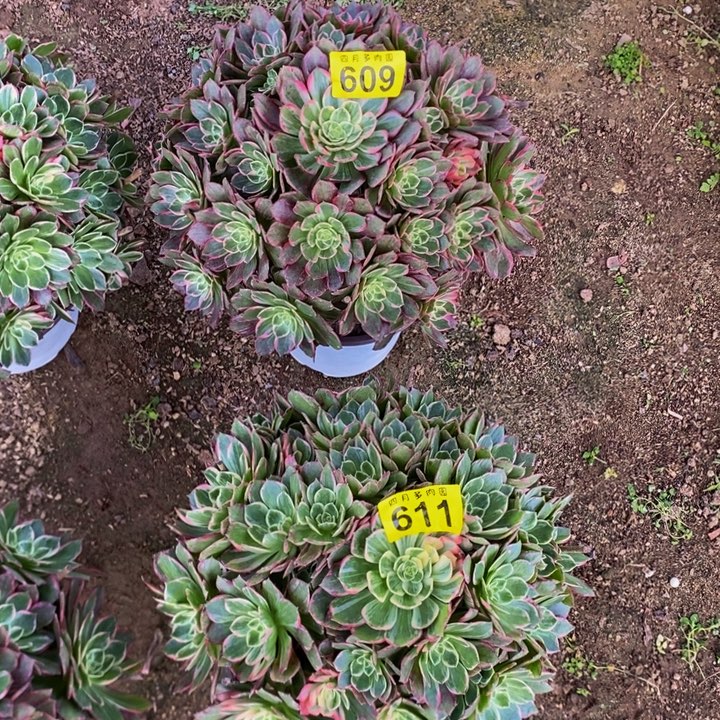 多肉万花筒00000609、611