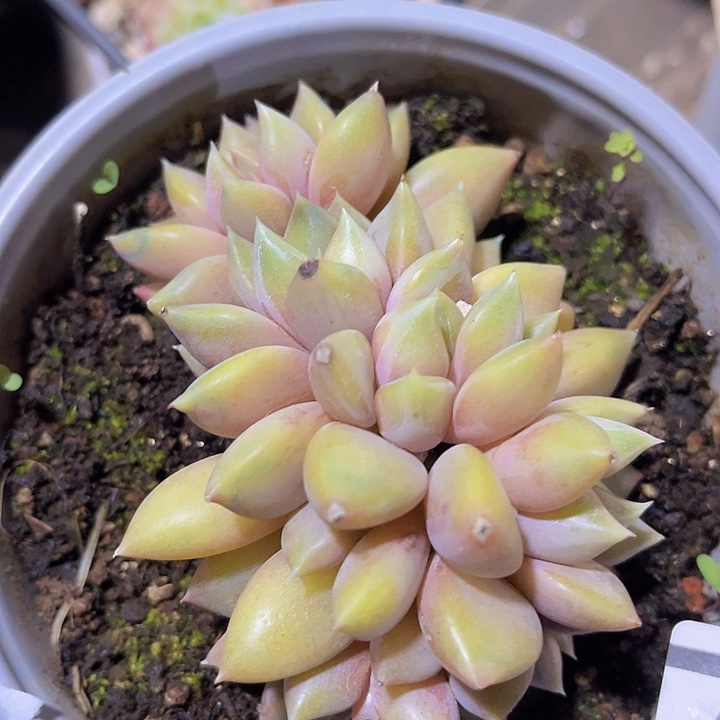 红象牙朵朵缀24157多肉植物