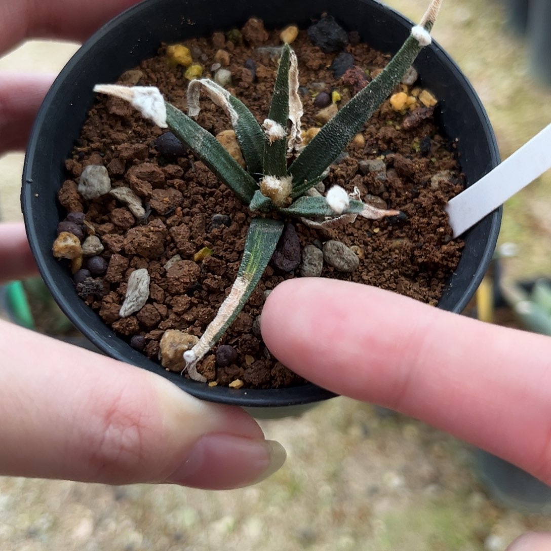 13号实生捡漏捡漏捡漏捡漏