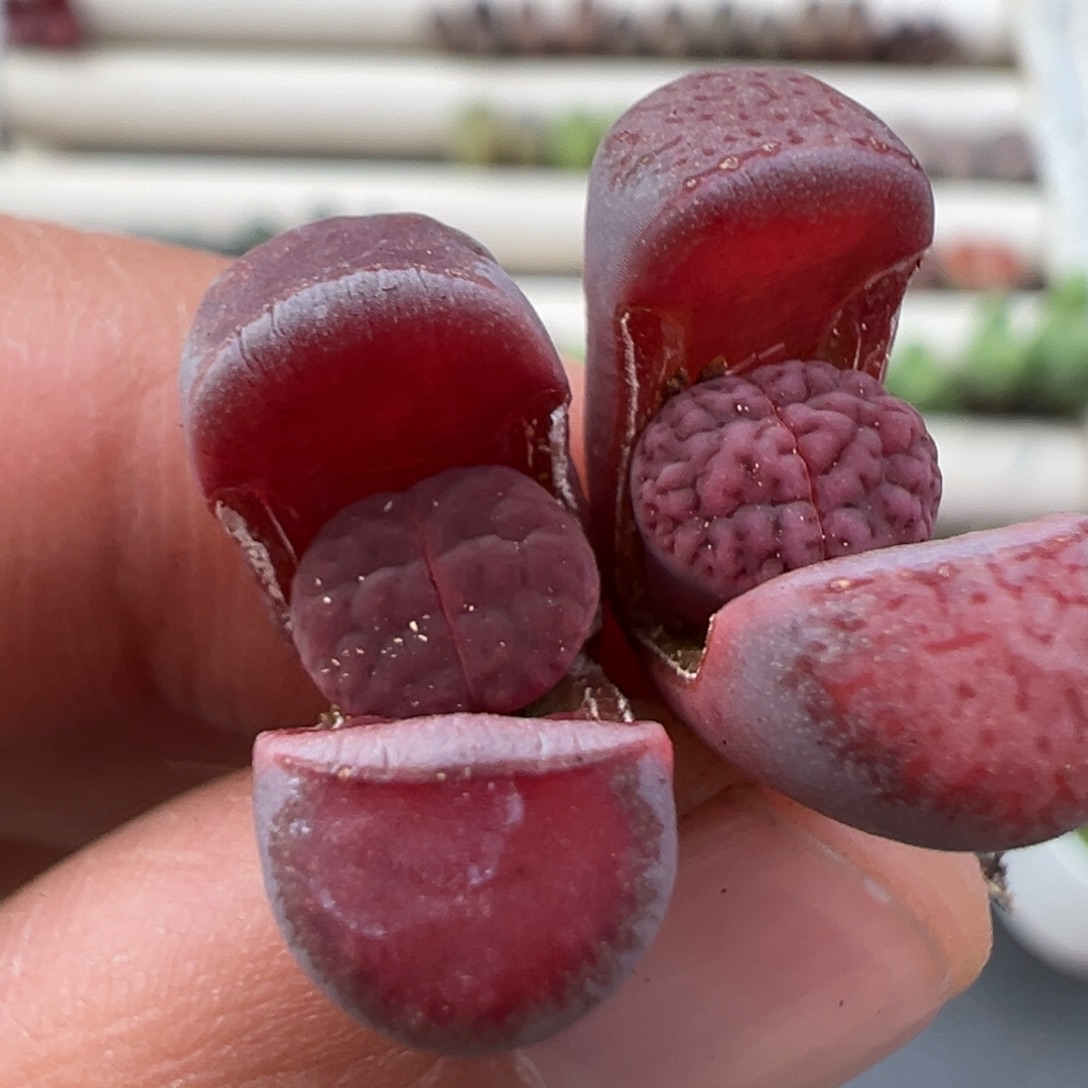 12.27好看的多肉脱土发货850