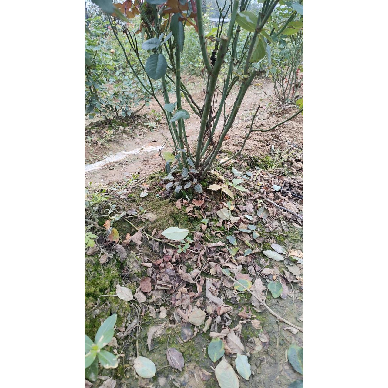 月季玫瑰花苗四季开花大花浓香庭院阳台种植盆栽绿植花卉