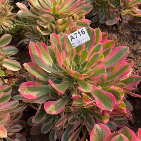 多肉植物粉女巫捧花