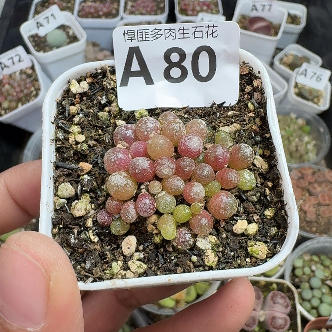 80多肉植物多肉植物