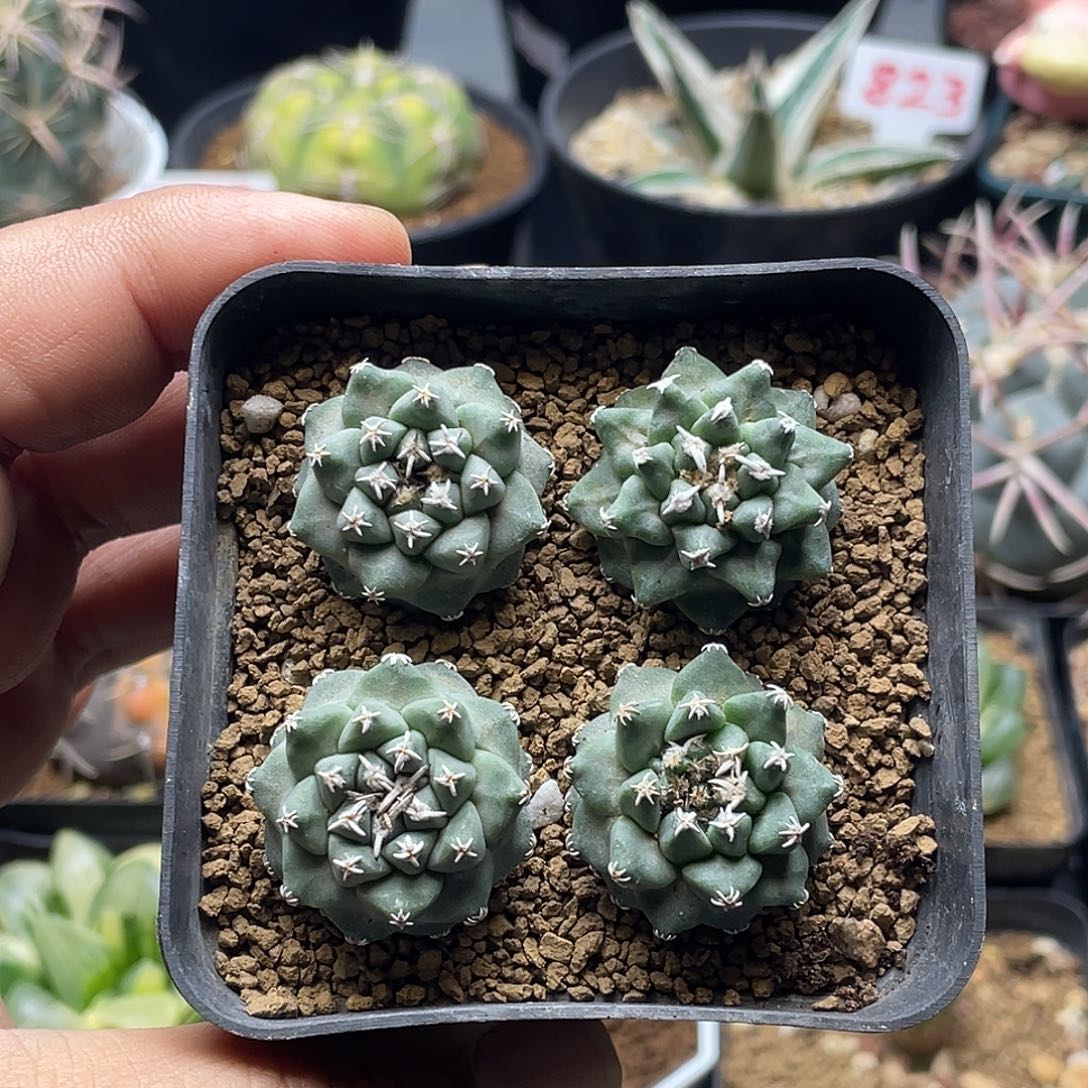 实生大尤赤花娇丽4颗