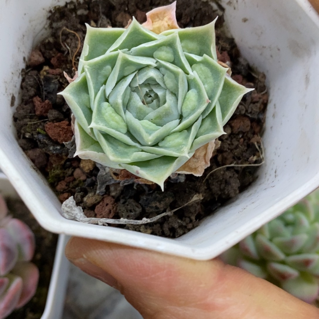 精品多肉一物一拍不包整175