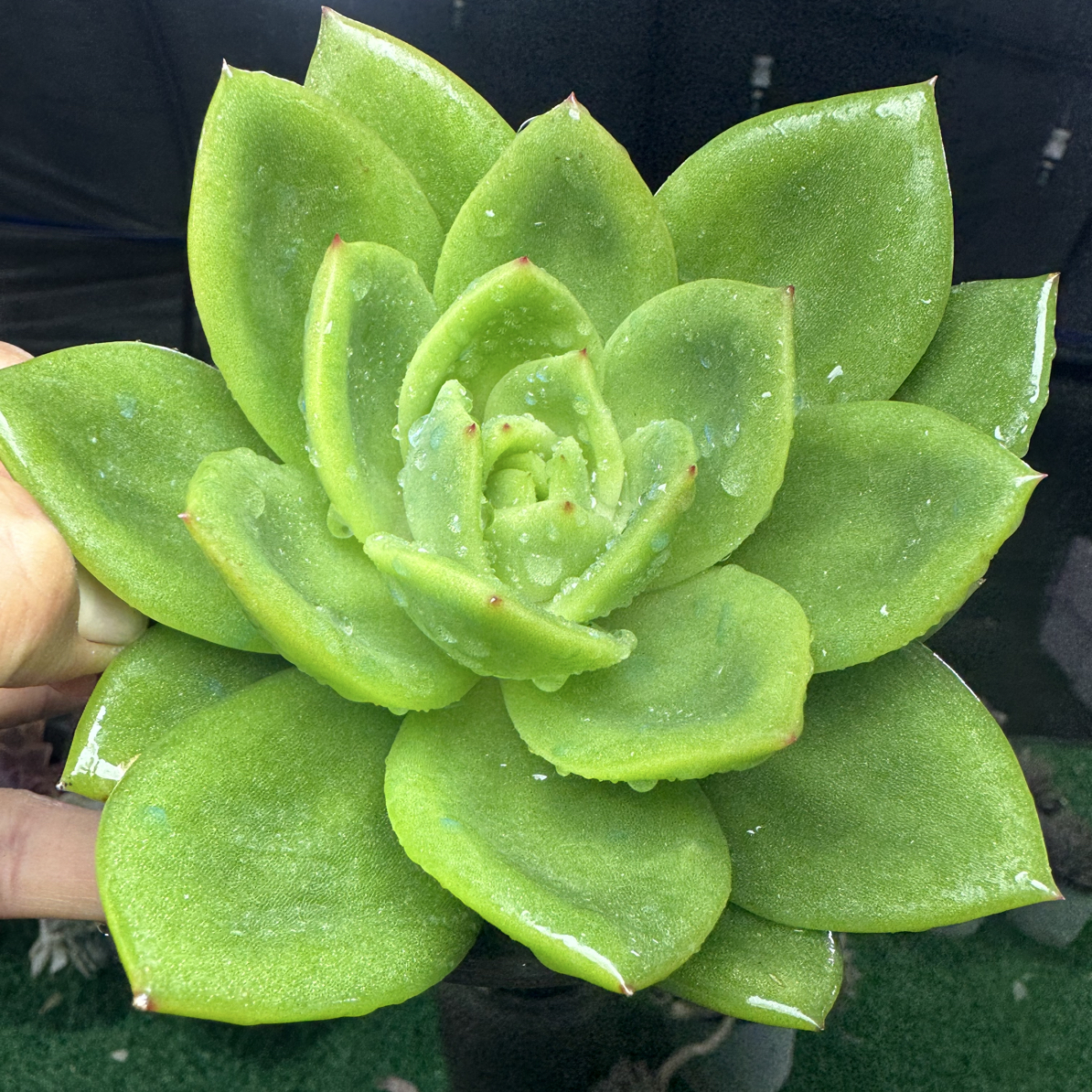 小翠花 以直播为主15包邮不满到付