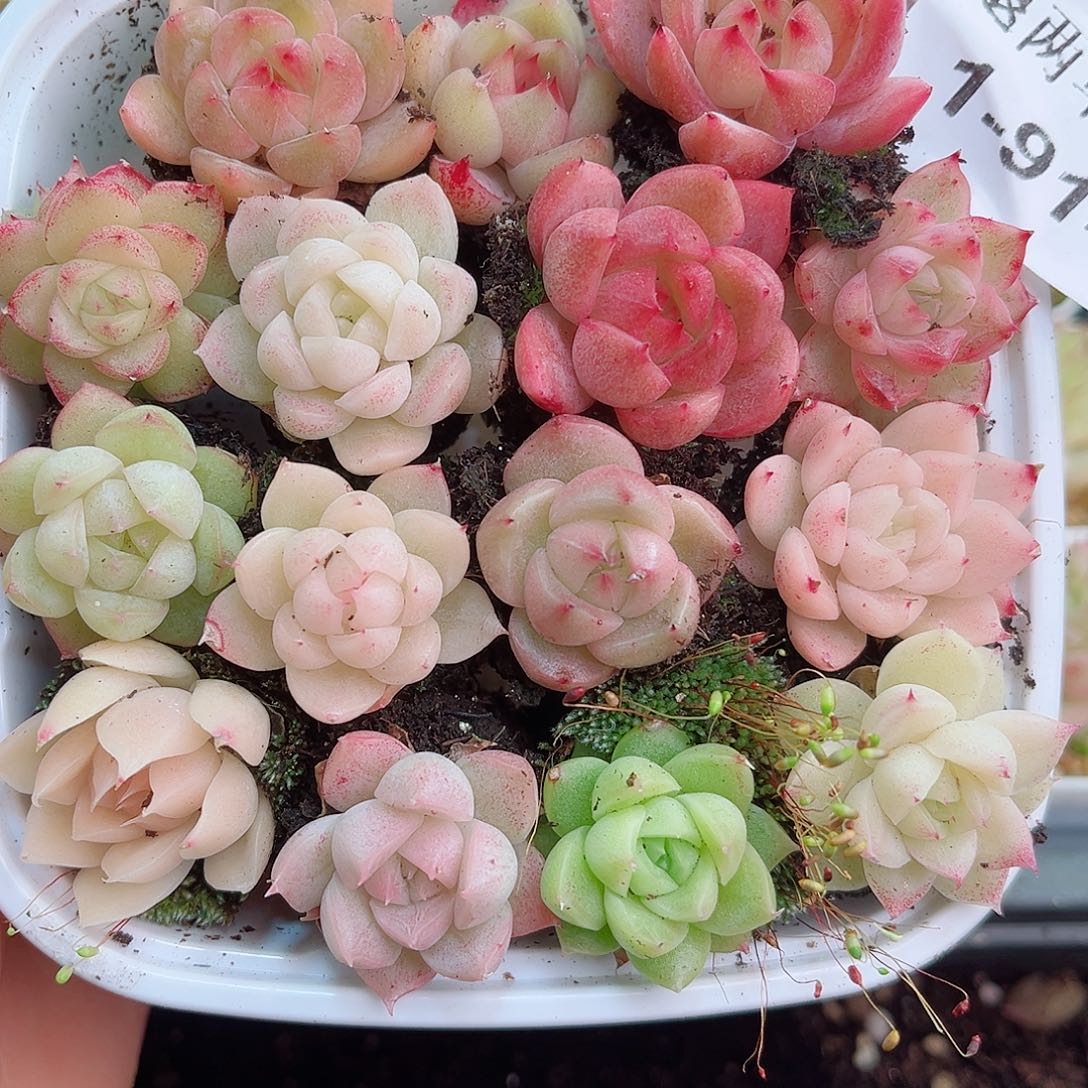 1-914 新疆西藏内蒙不发12.8包邮2-3公分多肉