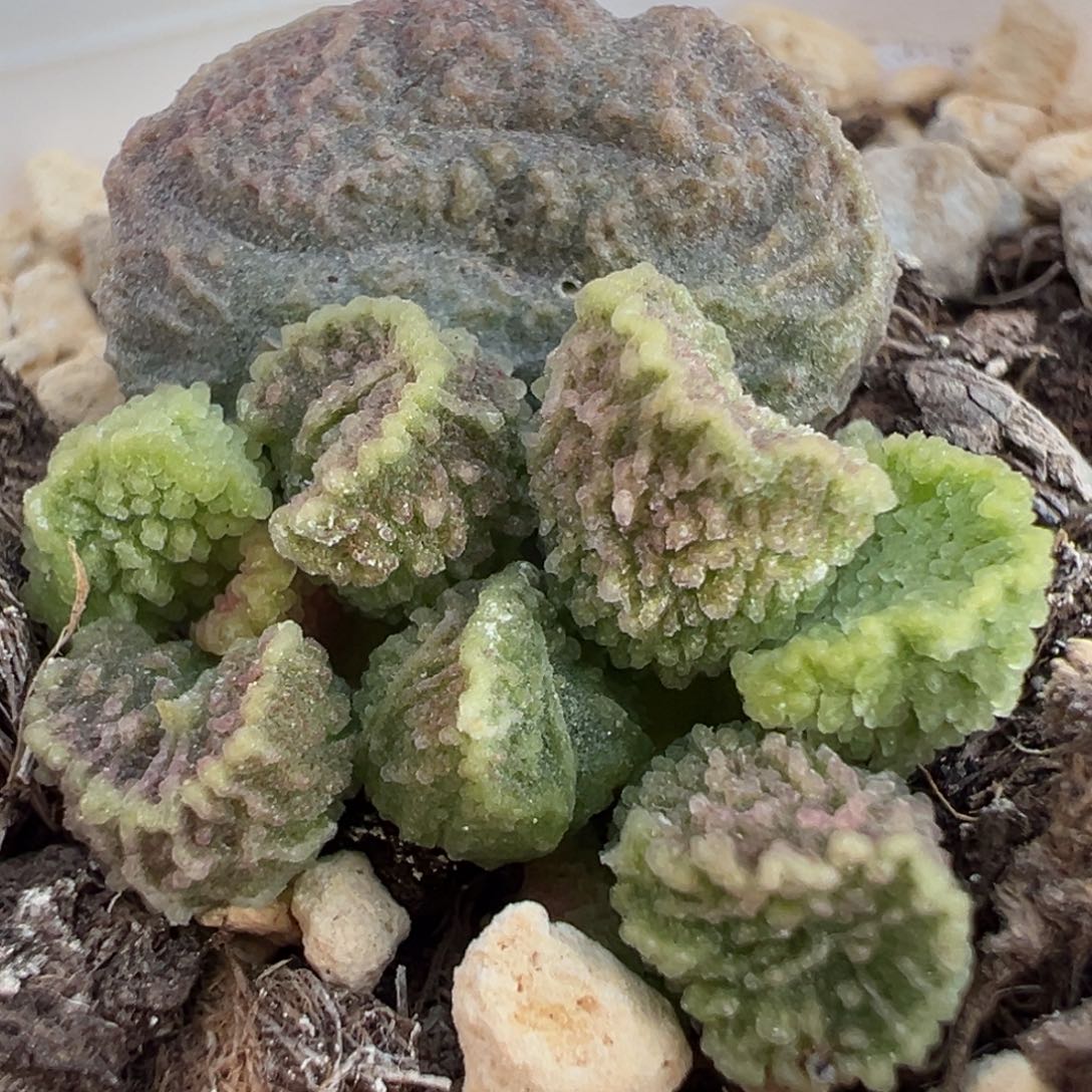 圆叶勋章深邃纹实生新品大苗多肉