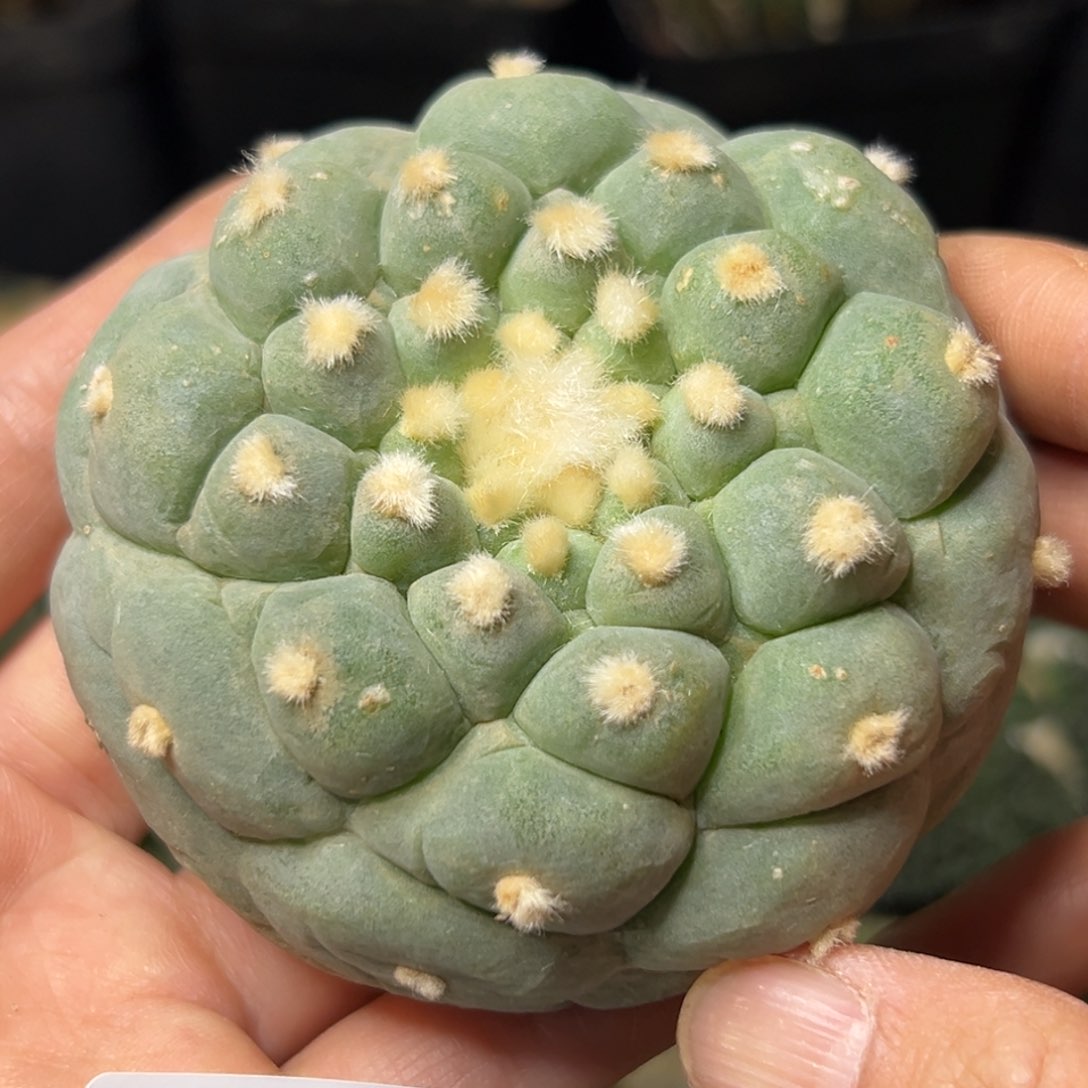 171 落地无根 四月上盆