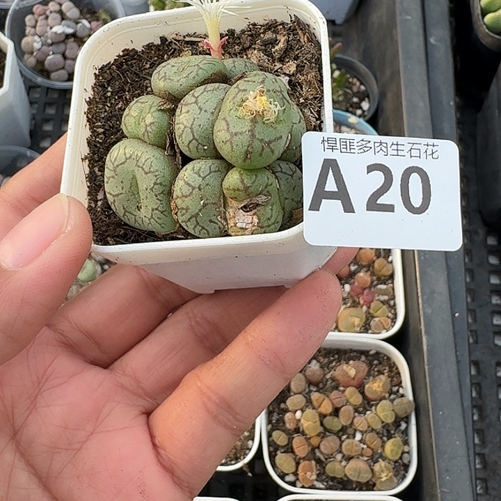 20多肉植物多肉植物