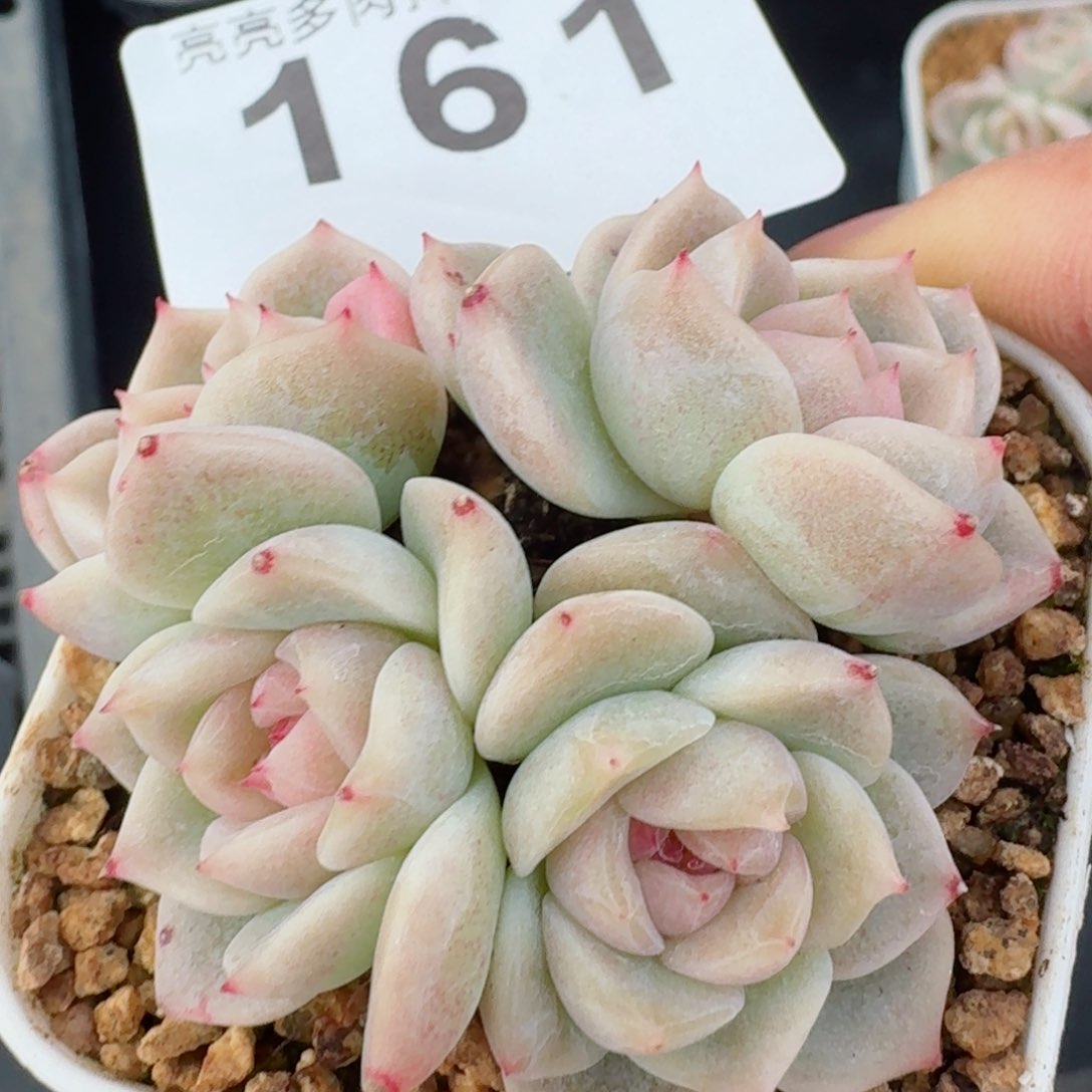 白底甜心四头         精品多肉