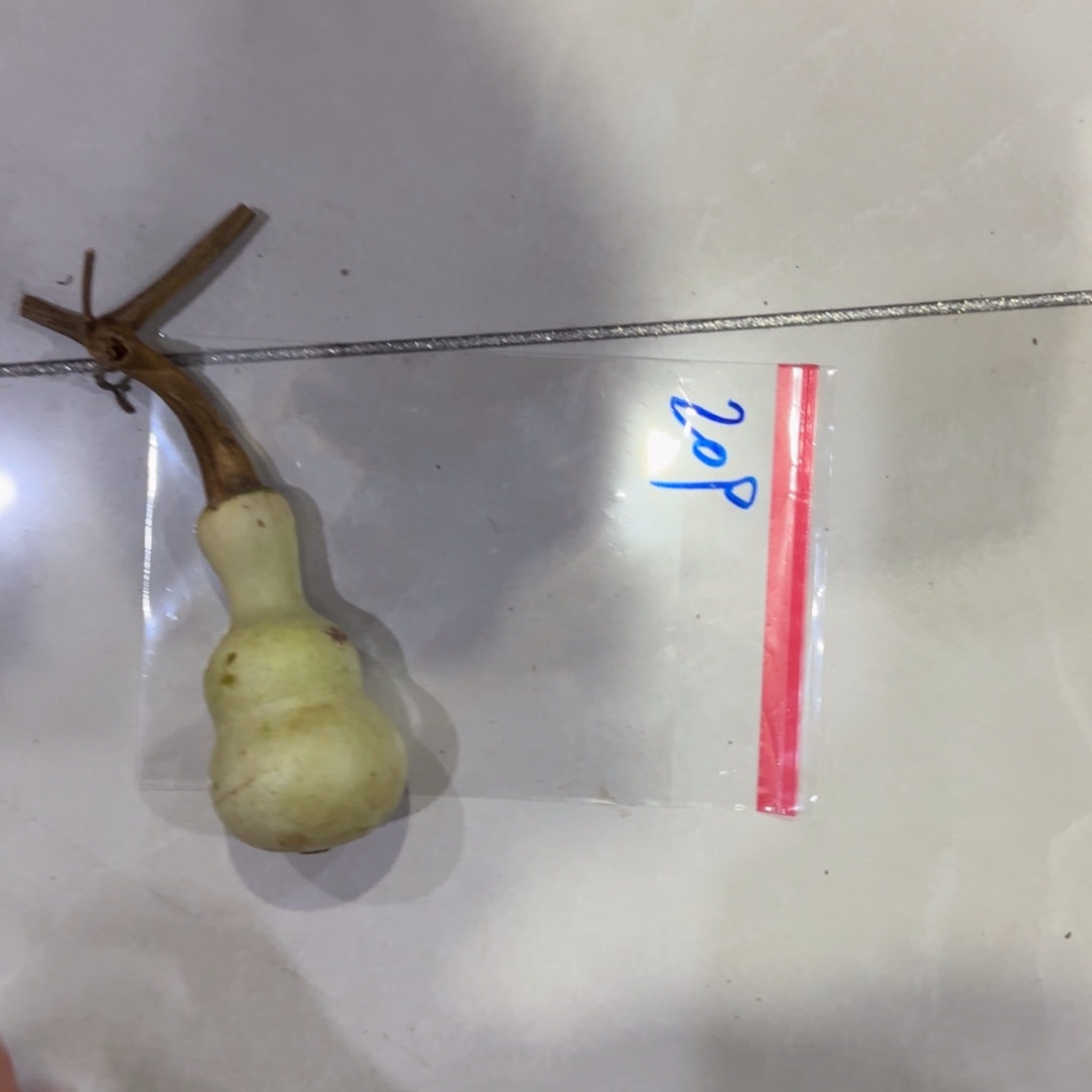 用***0青皮不包成青皮不包成